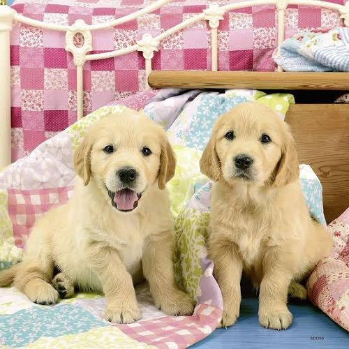 Ravensburger Cute Puppy Dogs Puzzle 3X49Pc - CLEARANCE